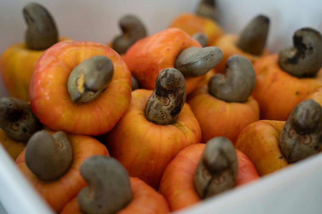 Cashew harvest