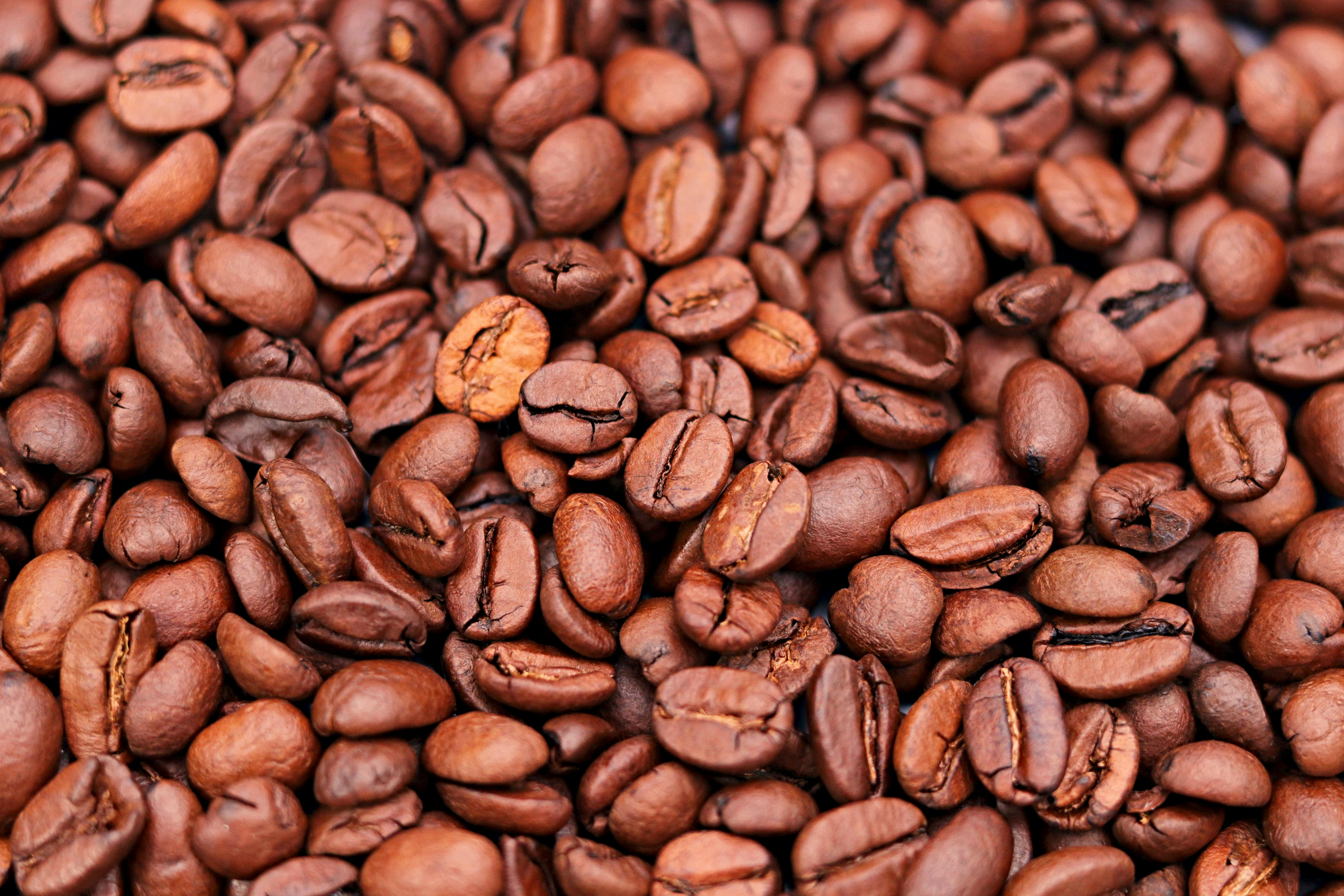 Coffee plantation